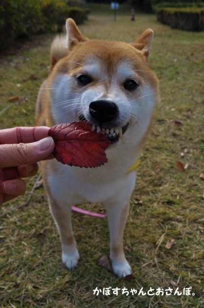 食べられる？_a0126590_00484292.jpg