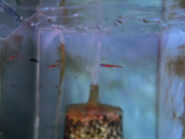 世界最小の魚 ユニアクブログ 世界最小の魚 ユニアクブログ