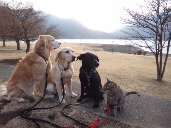 不思議な猫の物語(旅ー河口湖と千葉県での墓参り)_f0064906_1644632.jpg