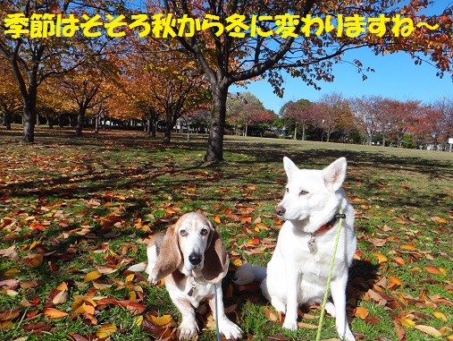 ホットスポットその後 もももの部屋 怖がりゆえに攻撃的な秋田犬のタイガ 老犬 雑種のベスの共同生活 保護活動の記録です 時々お空のモカも登場