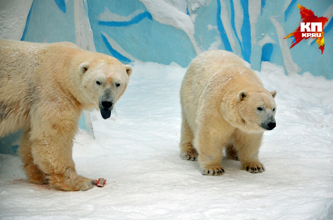 ロシア、ノヴォシビルスク動物園でクラーシン(カイ)とゲルダの再会、同居開始の光景に割れる市民の意見_a0151913_1172715.jpg