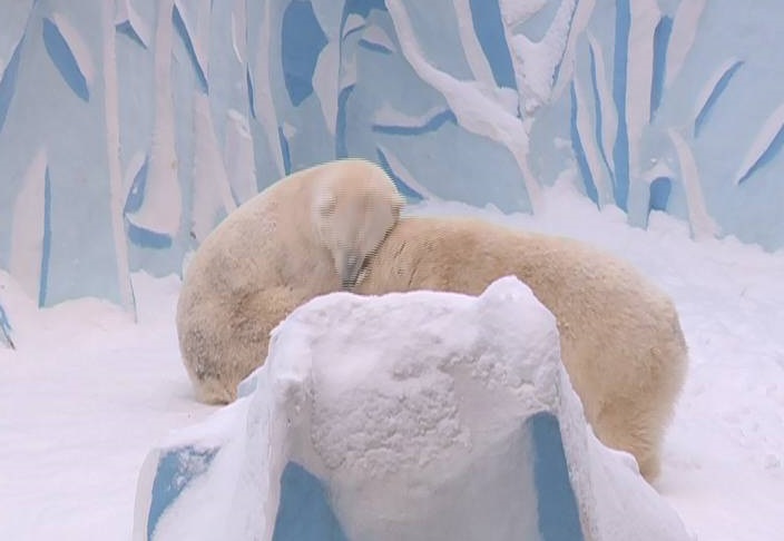 ロシア、ノヴォシビルスク動物園でクラーシン(カイ)とゲルダの再会、同居開始の光景に割れる市民の意見_a0151913_120239.jpg
