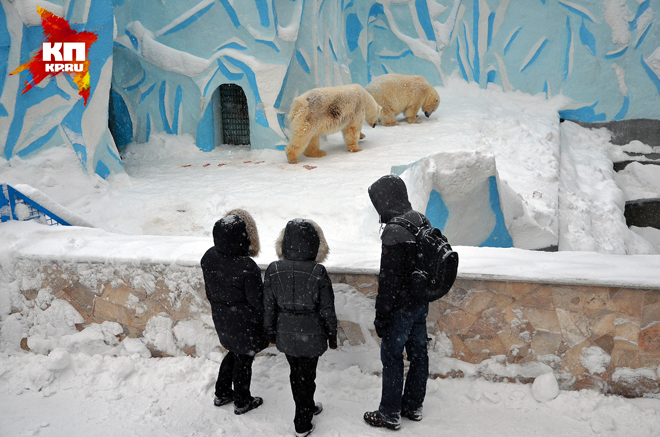 ロシア、ノヴォシビルスク動物園でクラーシン(カイ)とゲルダの再会、同居開始の光景に割れる市民の意見_a0151913_1221591.jpg