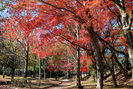 14紅葉めぐり 46 宝が池_e0048413_213759.jpg