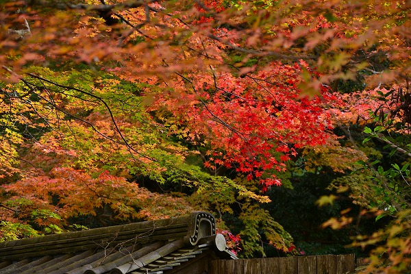 秋色　-　南禅寺_a0114714_185233.jpg