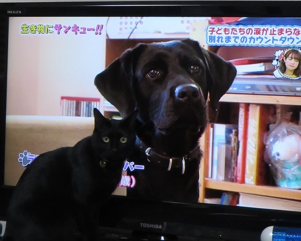 黒猫失格 黒猫瓦版 黒猫失格 黒猫瓦版