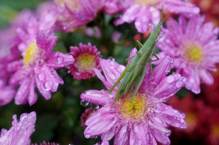 【園芸】我が家のお花畑^^菊・菊・菊のオンパレードです♪_b0033423_20203447.jpg
