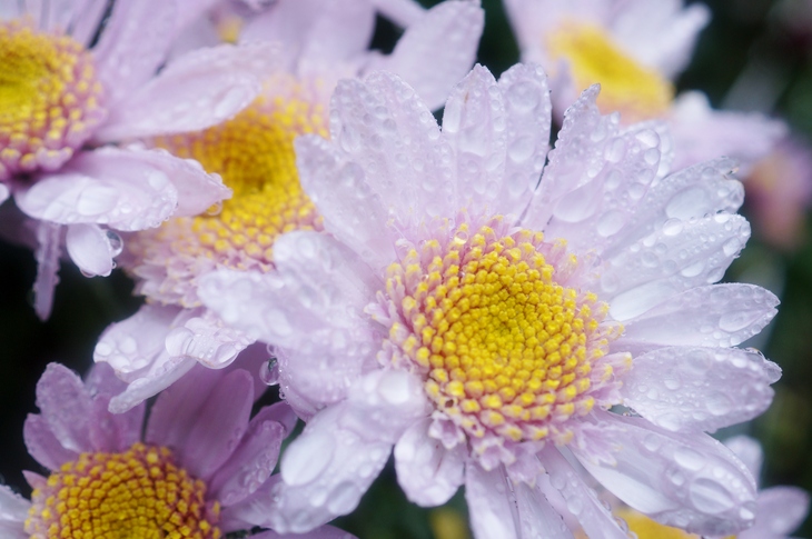 【園芸】我が家のお花畑^^菊・菊・菊のオンパレードです♪_b0033423_2022074.jpg