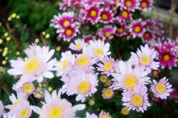【園芸】我が家のお花畑^^菊・菊・菊のオンパレードです♪_b0033423_20274352.jpg