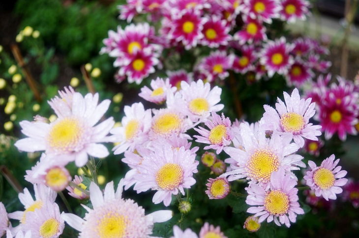 【園芸】我が家のお花畑＾＾菊・菊・菊のオンパレードです♪_b0033423_20274352.jpg