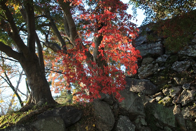 松阪城跡の石垣と紅葉風景　（その1）_e0321325_1442423.jpg