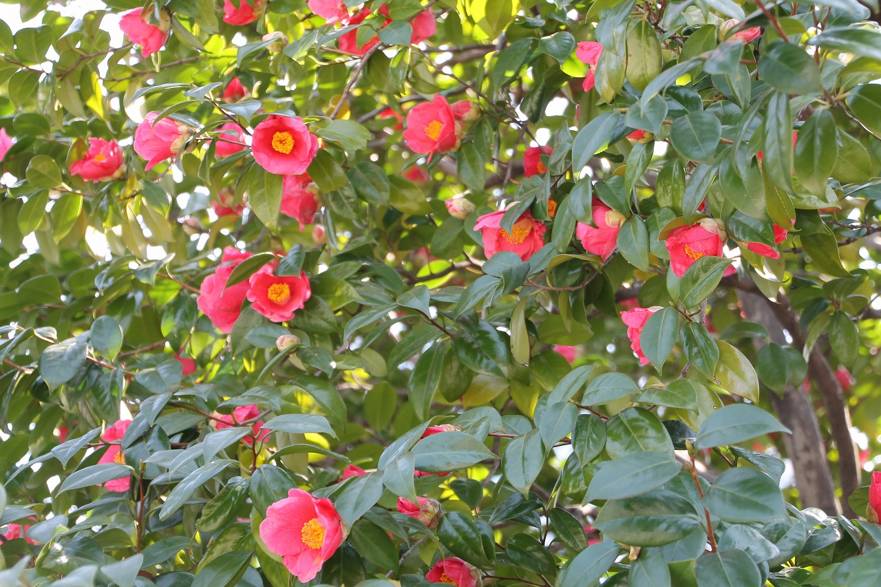 b0162728_636643.jpg