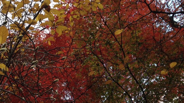 紅葉~なんて美しいの!_a0258233_2251276.jpg