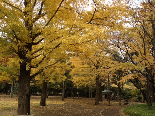 紅葉~なんて美しいの!_a0258233_2317572.jpg