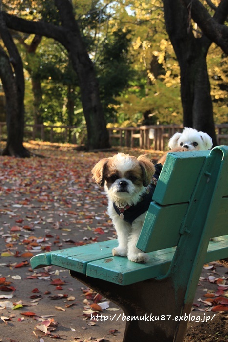 紅葉散歩☆池上本門寺公園♪_b0253033_23192150.jpg