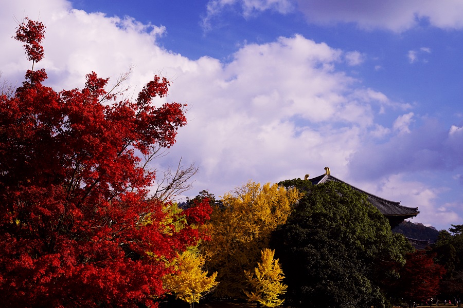 紅葉の奈良公園_f0274536_005085.jpg