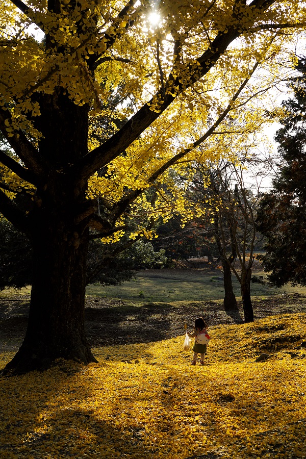 紅葉の奈良公園_f0274536_014957.jpg