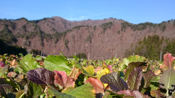 ナタネのちょうどいい栽植密度とは。_f0329538_17081909.jpg