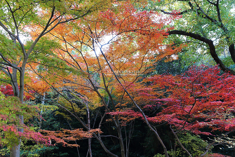 紅葉～色を愉しむ～_c0294943_21302590.jpg