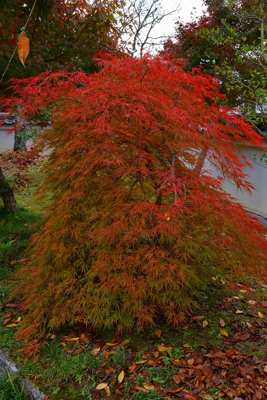 全国的に有名な京都の紅葉名所『永観堂』20141119_e0237645_028139.jpg