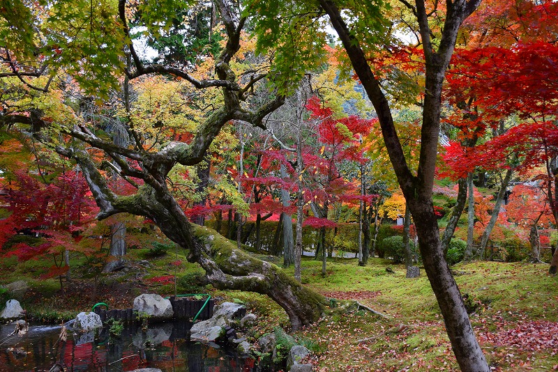 全国的に有名な京都の紅葉名所『永観堂』20141119_e0237645_0283951.jpg