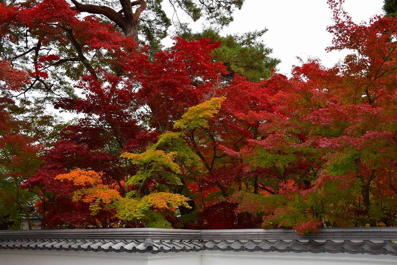 全国的に有名な京都の紅葉名所『永観堂』20141119_e0237645_029249.jpg