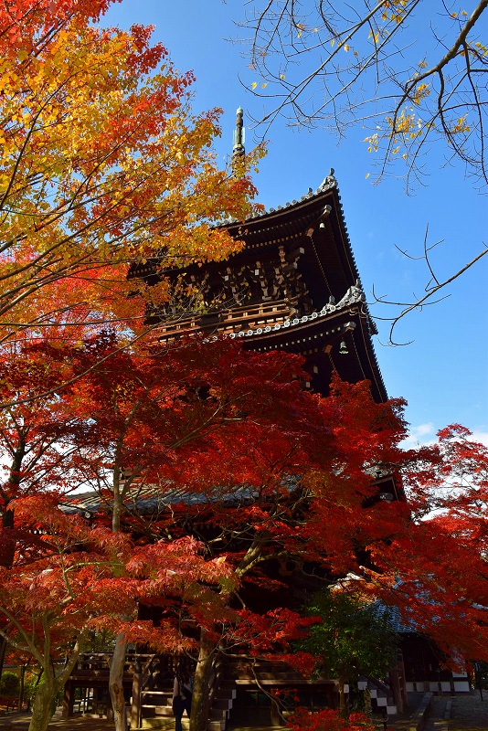 売出し中の紅葉の穴場、京都『真如堂』20141119_e0237645_0454165.jpg