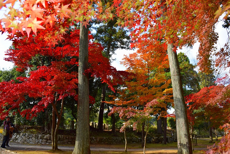 売出し中の紅葉の穴場、京都『真如堂』20141119_e0237645_046143.jpg