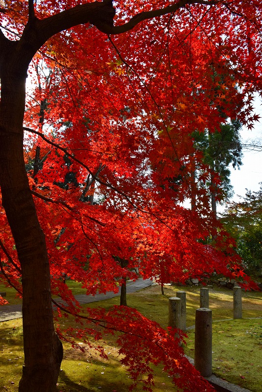 売出し中の紅葉の穴場、京都『真如堂』20141119_e0237645_0464023.jpg