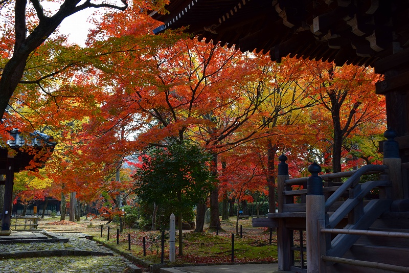 売出し中の紅葉の穴場、京都『真如堂』20141119_e0237645_0472153.jpg