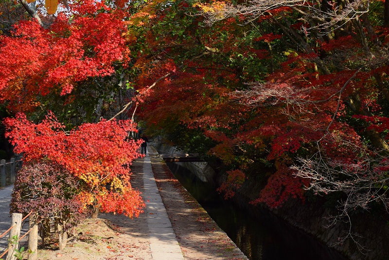 秋も美しい京都『哲学の道』の紅葉20141119_e0237645_13371934.jpg