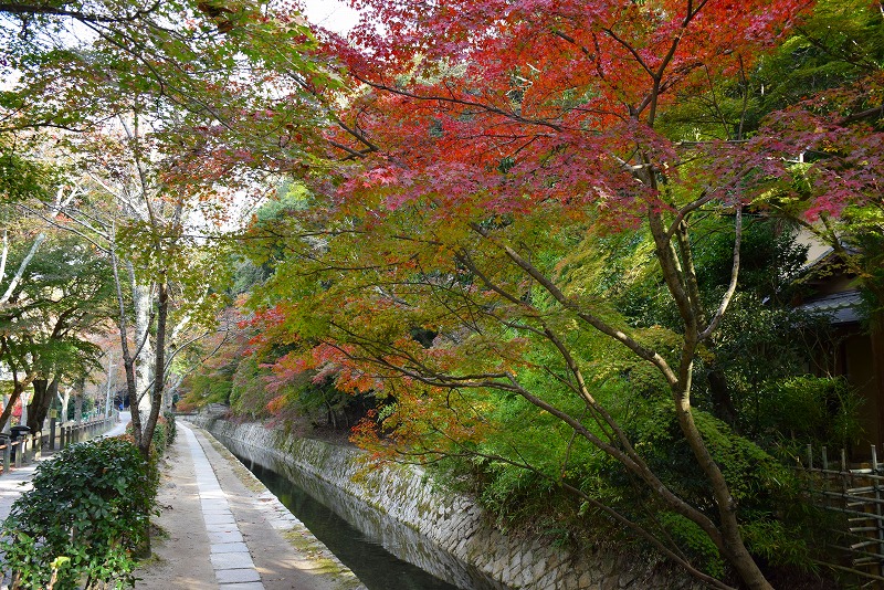 秋も美しい京都『哲学の道』の紅葉20141119_e0237645_1337321.jpg