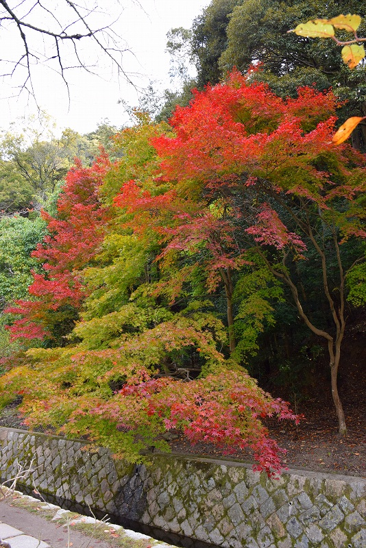 秋も美しい京都『哲学の道』の紅葉20141119_e0237645_13374225.jpg