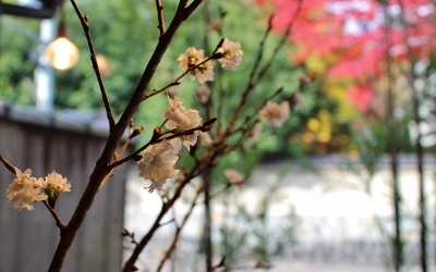 花だより 寒桜と紅葉_a0279848_13000089.jpg