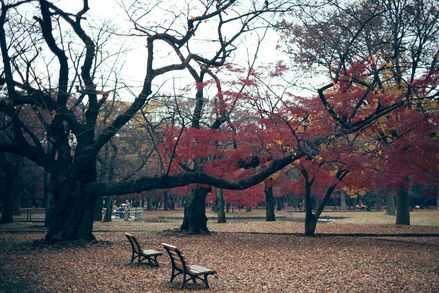 曇り空の下、代々木公園。(at東京都渋谷区）_b0302054_16384524.jpg