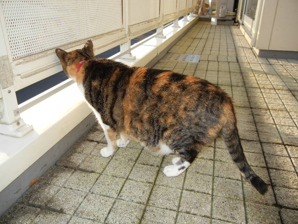 ’14,11,28(金)愛する愛ちゃんと心ちゃんと紅葉!_f0060461_12385674.jpg