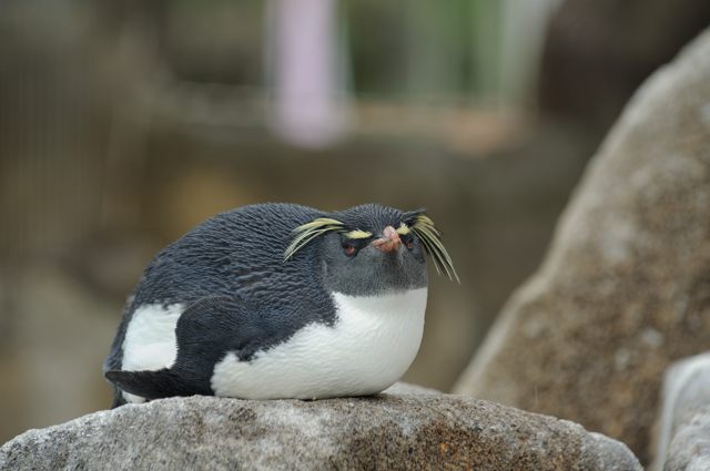 キタイワトビペンギンがいっぱい 蜜蜂的写真日記 キタイワトビペンギンがいっぱい 蜜蜂的写真日記