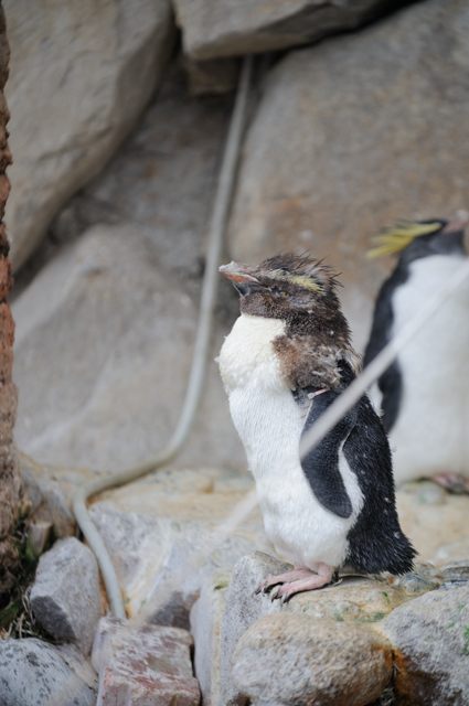 キタイワトビペンギンがいっぱい！ : 蜜蜂的写真日記