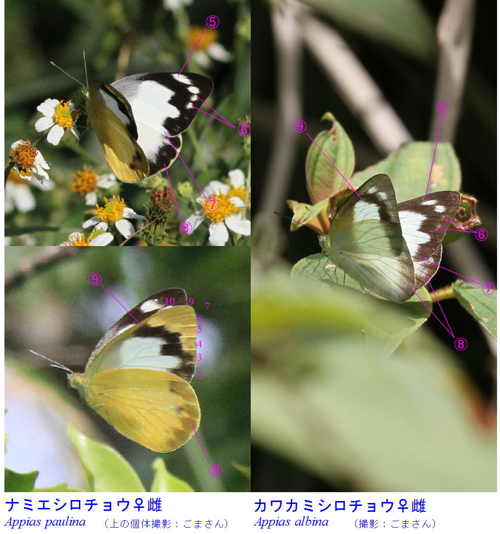 カワカミシロチョウ9頭外39頭