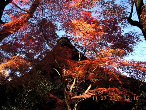 No.1178　兄弟姉妹関東紅葉狩り　その②　秋空に映える平林寺紅葉_f0104277_6201915.jpg