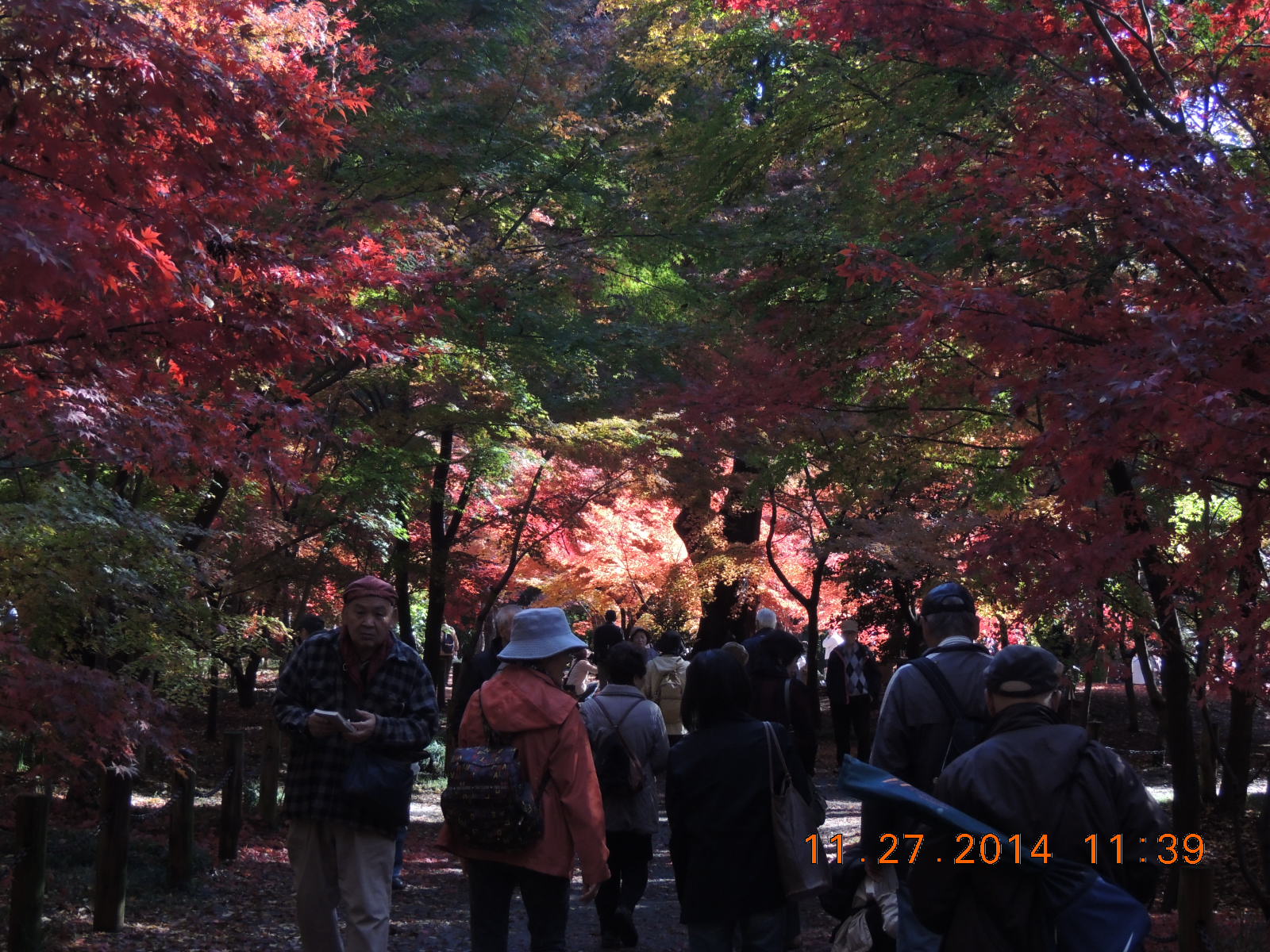 No.1178　兄弟姉妹関東紅葉狩り　その②　秋空に映える平林寺紅葉_f0104277_622545.jpg