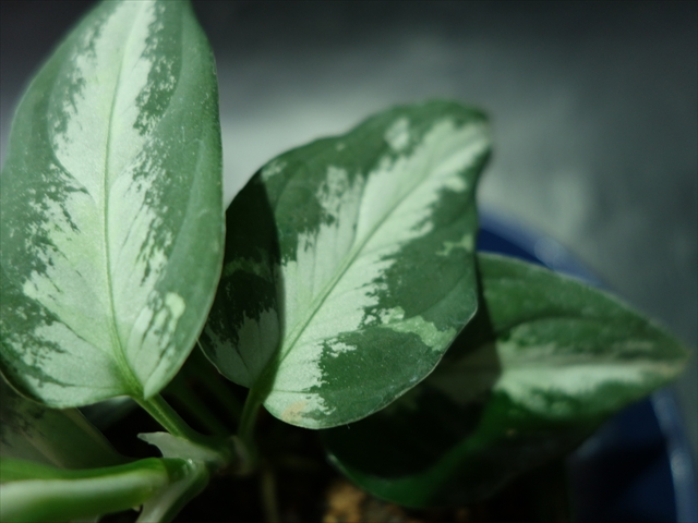 Aglaonema sp\"おみやげ1st\"DFS from Sumatra barat【AZ0912-1】_a0067578_12172045.jpg