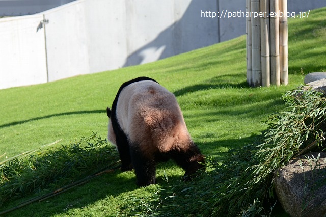 ２０１４年１０月　白浜パンダ見隊２　その２　_a0052986_043965.jpg