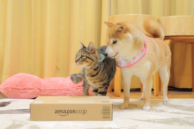 写真集「かぼすちゃんとおさんぽ。」本日発売です!_a0126590_00320984.jpg
