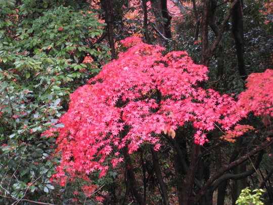 鷹峯の紅葉　2014_f0010195_21445119.jpg