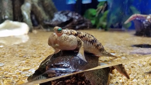 沼津港深海水族館夜の貸切~深海魚浜焼きコース!_d0050503_94345.jpg
