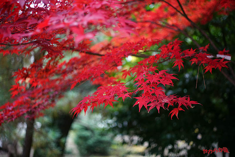 【Sonnar55mm vs. SUMMICRON50mm】RED LEAVES @GOUTOKUJI 01_b0134907_22181839.jpg