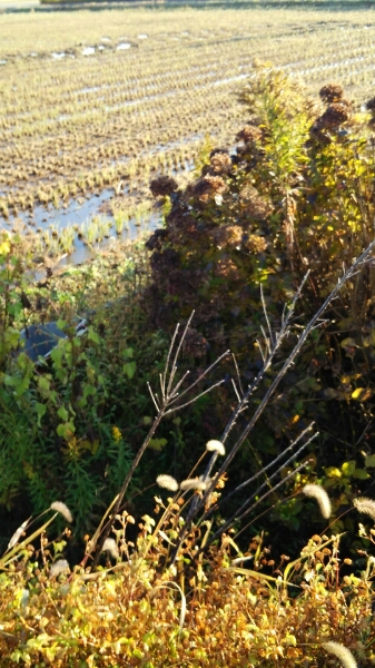 d0001008_543269.jpg