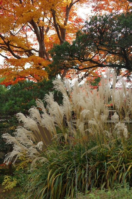 京都　紅葉　鷹峯エリア　１ 源光庵_b0151409_224078.jpg