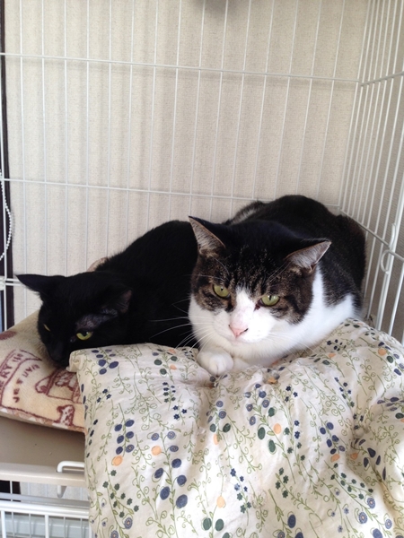 知代 猫カフェブランさんに移動しました わんコロ預かりブログ
